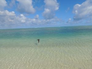 DSCN4967 (Aitutaki, Cook Islands-Our around the world trip Nov-Dec 2013)
