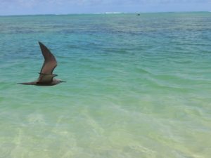 DSCN4994 (Aitutaki, Cook Islands-Our around the world trip Nov-Dec 2013)