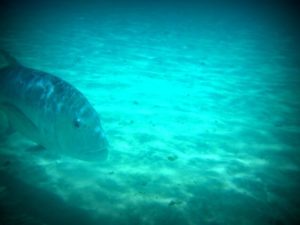P1050600 (One foot Island, Aitutaki-Our around the world trip Nov-Dec 2013-Part I)