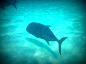 P1050603 (One foot Island, Aitutaki-Our around the world trip Nov-Dec 2013-Part I)