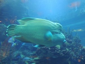 DSCN7200 (At Burj Al Arab hotel-Celebrate our 10th wedding anniversary-2014)