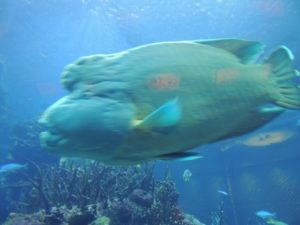 DSCN7231 (At Burj Al Arab hotel-Celebrate our 10th wedding anniversary-2014)